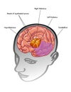 Thalamus & hypothalamusÃ¢ËÅ¡